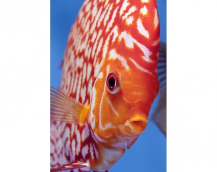 picture of an orange discus fish.